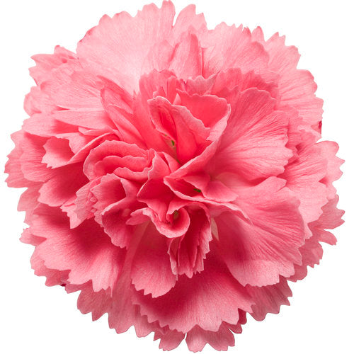 Classic Coral Dianthus Flowering Carnation Plant by Proven Winners™ - 1 Gallon Live Plant