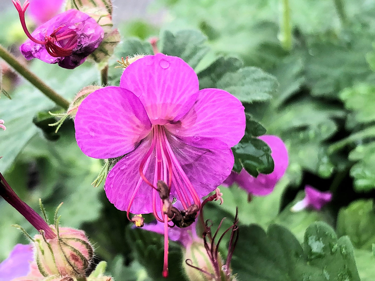 Karmina Cranesbill - Geranium x Cantabrigiense Plant - 1 gallon pot