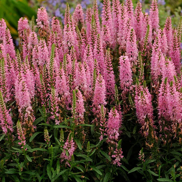 Giles van Hees Spike Speedwell - Veronica Spicata Plant - 1 quart plant