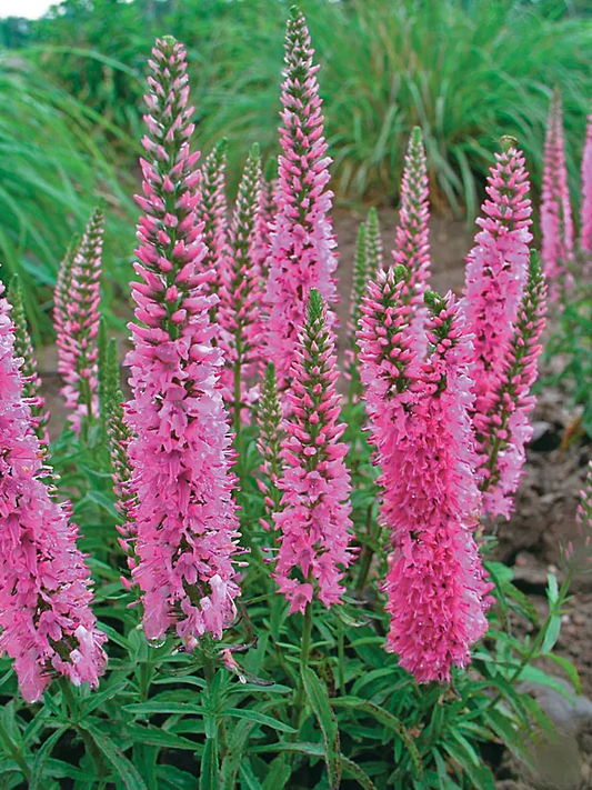 Giles van Hees Spike Speedwell - Veronica Spicata Plant - 1 quart plant