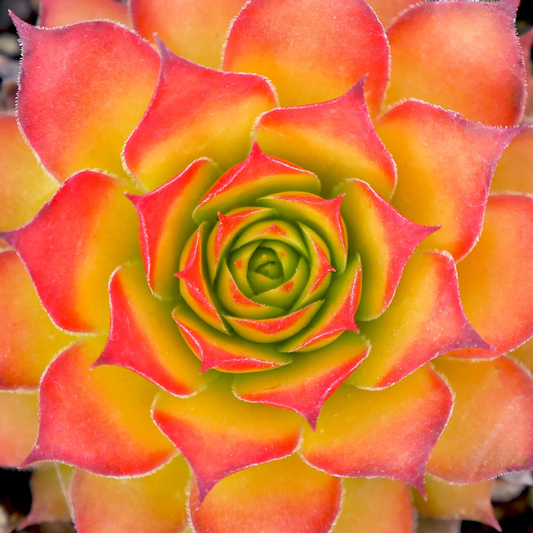 Gold Nugget Hens & Chicks – Color-Changing Sempervivum (4” Pot) by Chick Charms®