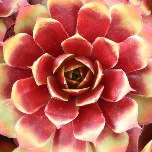 Gold Nugget Hens & Chicks – Color-Changing Sempervivum (4” Pot) by Chick Charms®