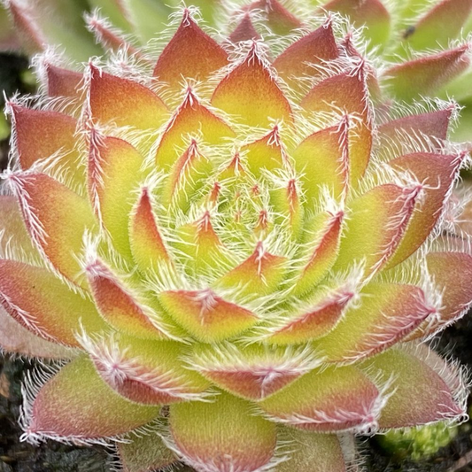 Gold Dust Succulent - Hens & Chicks Houseleek Sempervivum Plant by Chick Charms® - 4 inch pot