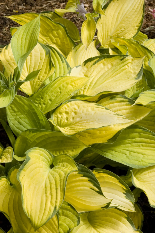 Gold Standard Hosta -  Plantain Lily Shade Plant - 1 Gallon Pot