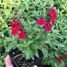 Cherry Red Sage (Salvia greggii 'Mirage™') – Live Plant – 1 Qt Pot