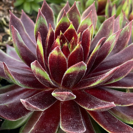 Mint Chocolate Chips Succulent - Hens & Chicks Houseleek Sempervivum Plant by Chick Charms® - 4 inch pot