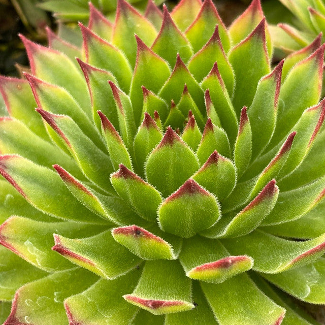 Mint Chocolate Chips Succulent - Hens & Chicks Houseleek Sempervivum Plant by Chick Charms® - 4 inch pot