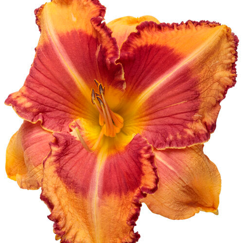 Lake of Fire Daylily Hemerocallis Plant from Rainbow Rhythm Collection by Proven Winners™ - 1 gallon pot