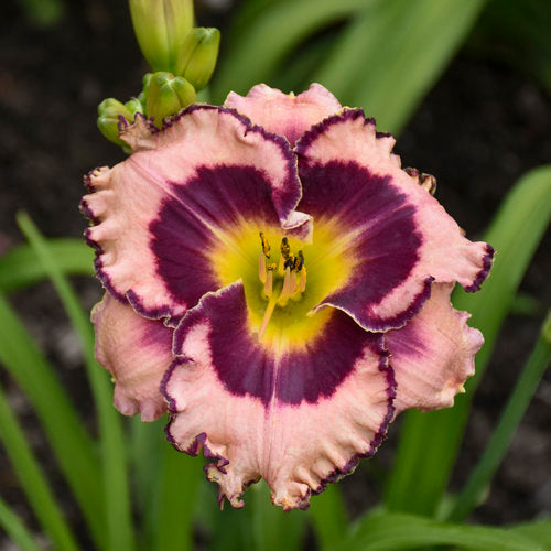 Sound of My Heart Daylily Plant from Rainbow Rhythm® Collection by Proven Winners™ - 1 gallon pot