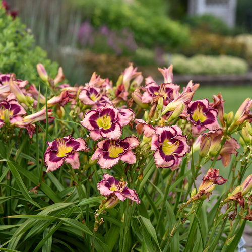 Sound of My Heart Daylily Plant from Rainbow Rhythm® Collection by Proven Winners™ - 1 gallon pot