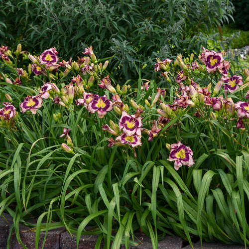Sound of My Heart Daylily Plant from Rainbow Rhythm® Collection by Proven Winners™ - 1 gallon pot
