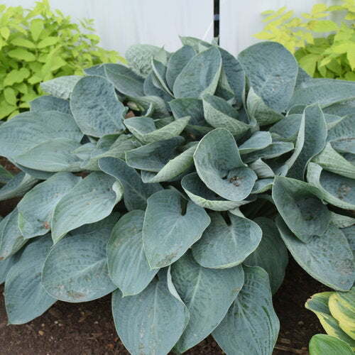 Above the Clouds Hosta Plant by Proven Winners™ - 2 gallon pot