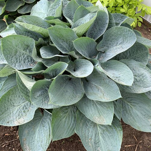 Above the Clouds Hosta Plant by Proven Winners™ - 2 gallon pot