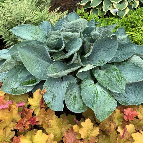 Above the Clouds Hosta Plant by Proven Winners™ - 2 gallon pot
