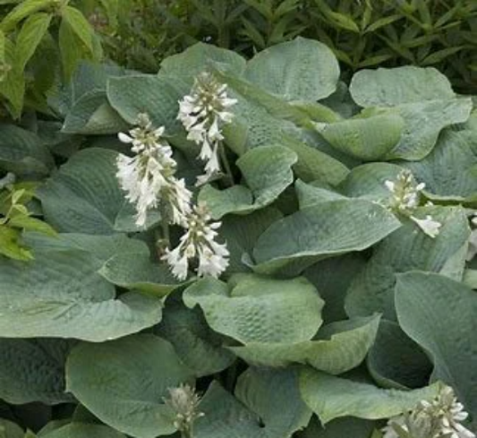 Hosta 'Blue Angel', 1 Gallon Live Plant