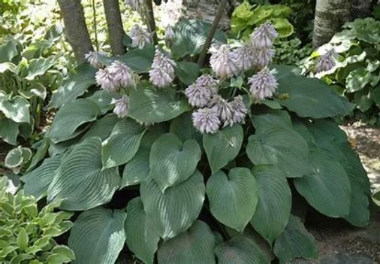 Hosta 'Blue Angel', 1 Gallon Live Plant