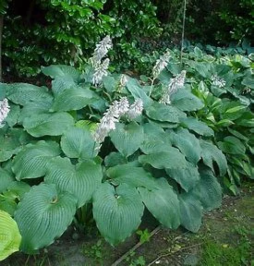 Hosta 'Blue Angel', 1 Gallon Live Plant