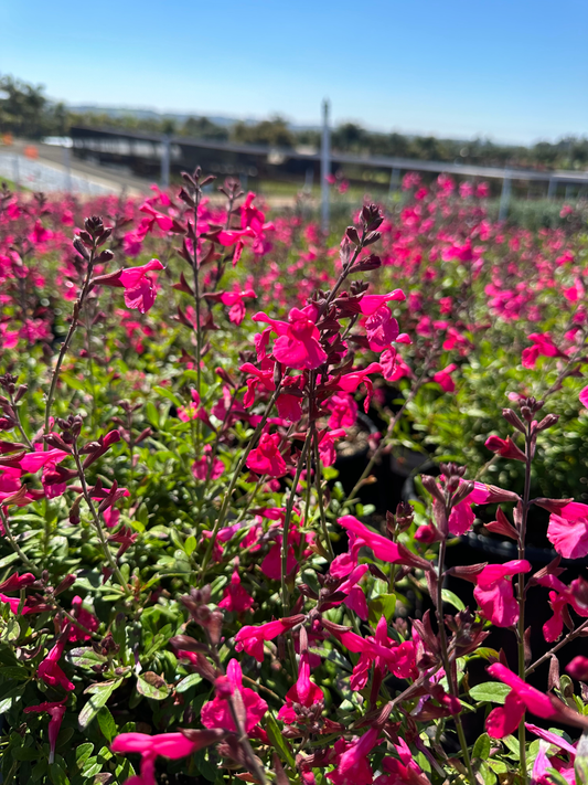 Hot Pink Autumn Sage - Texas Sage - Salvia Greggii Balmirhopi Plant by Mirage™ - 1 qt pot