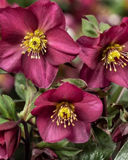 Helleborus Ice N' Roses® HGC – Hardy Lenten Rose