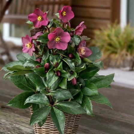 Helleborus Ice N' Roses® HGC – Hardy Lenten Rose