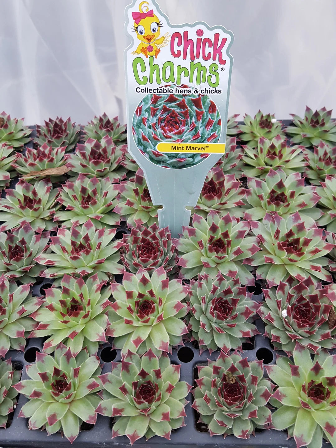 Mint Marvel Succulent - Hens & Chicks Houseleek Sempervivum Plant by Chick Charms® - 4 inch pot