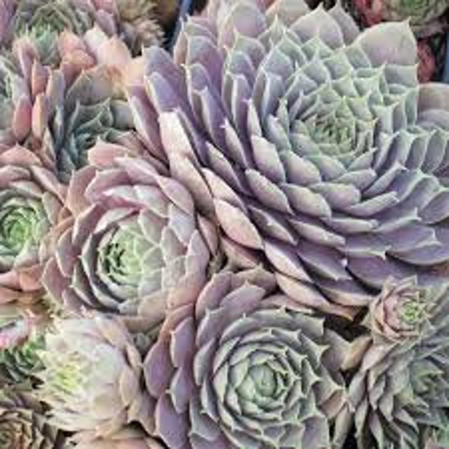 Sempervivum 'Virgil' Succulent-Hens & Chicks, 4" Pot Live Plant