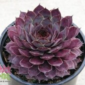 Grape Galaxy Sempervivum Succulent by Chick Charms™ - 4" pot