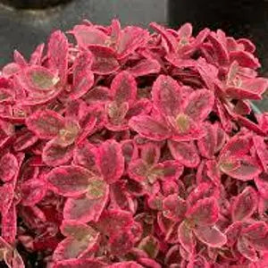 Neon Nova Sedum | Hardy Perennial Pollinator Plant-Sunsparkler