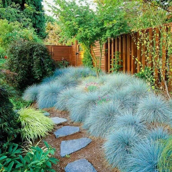 Elijah Blue Festuca - Blue Fescue Ornamental Grass Plant - 1 quart pot