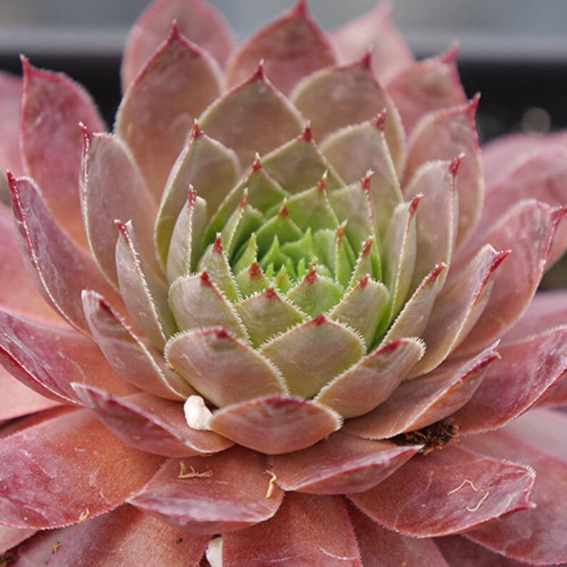 Sempervivum 'Peggy' Hens & Chicks, 4" Pot Live Plant