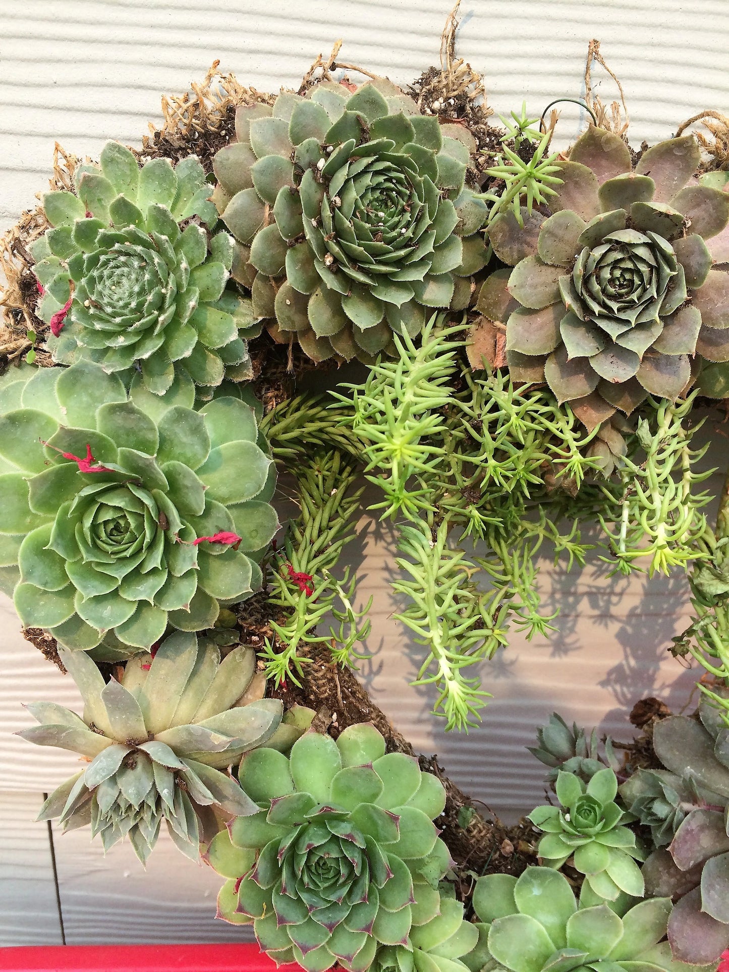 Live Succulent Valentine Heart Shaped Wreath/ Gift for a Loved One/ 13" Wide Wreath