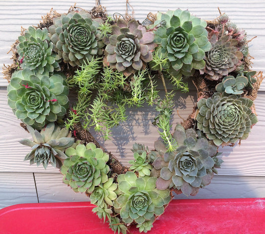 Live Succulent Valentine Heart Shaped Wreath/ Gift for a Loved One/ 13" Wide Wreath