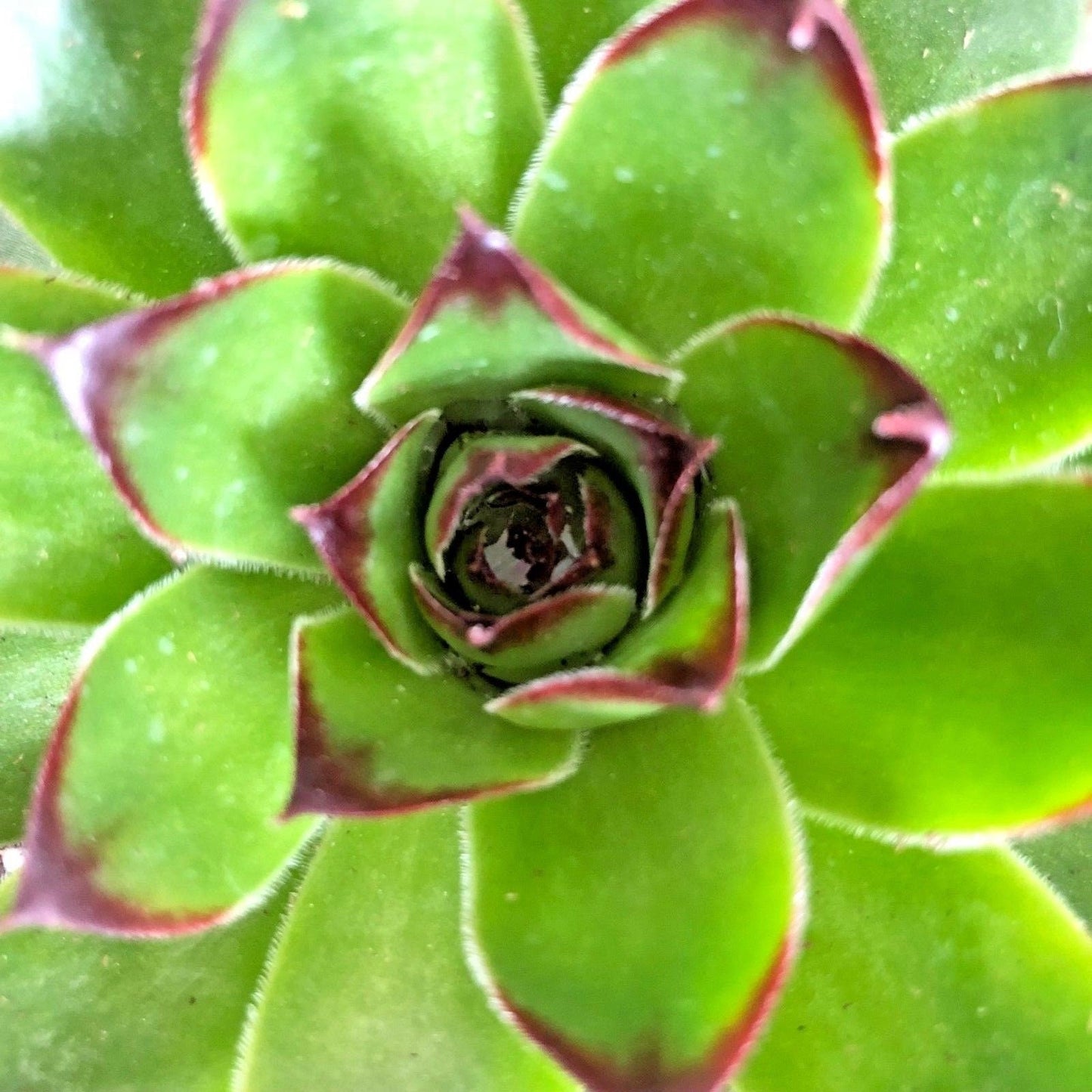 Sempervivum 'SUNSET' Hen & Chicks, 4" Pot Live Plant