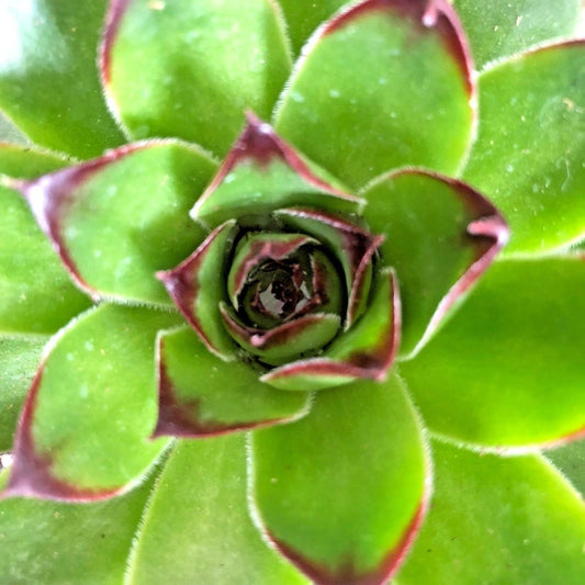 Sempervivum 'SUNSET' Hen & Chicks, 4" Pot Live Plant