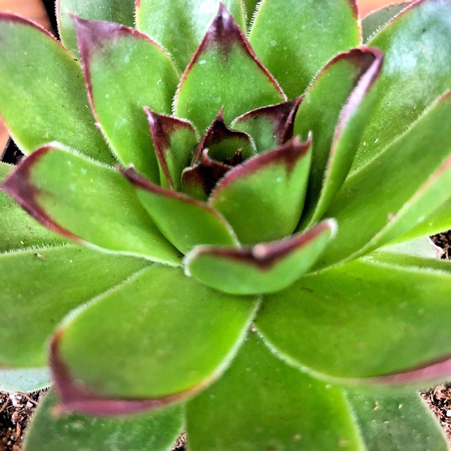 Sempervivum 'SUNSET' Hen & Chicks, 4" Pot Live Plant