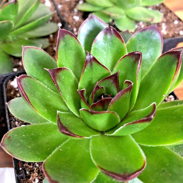 Sempervivum 'SUNSET' Hen & Chicks, 4" Pot Live Plant