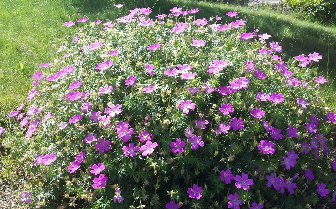 Geranium Sanguineum 'Max Frei', 2.5 Quart Pot Live Plant