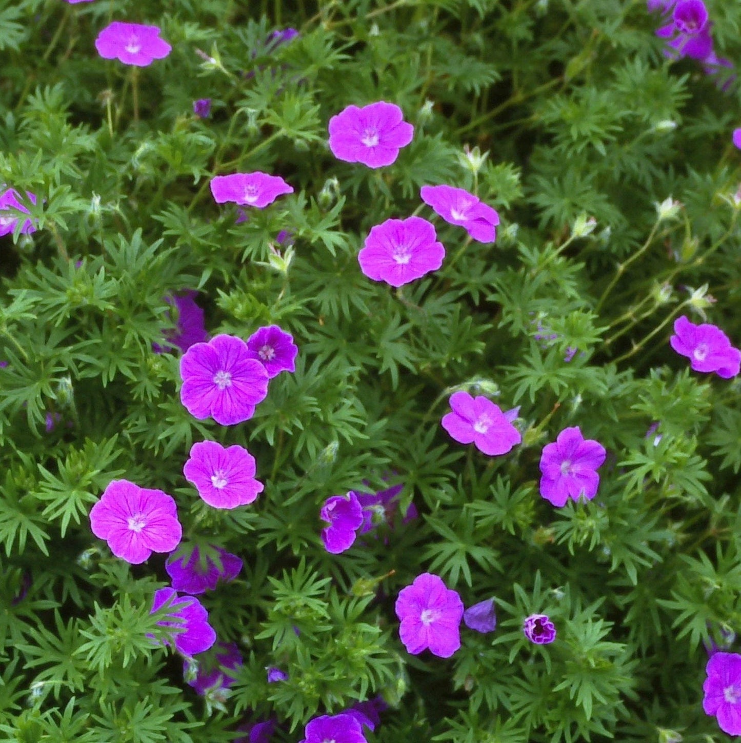 Geranium Sanguineum 'Max Frei', 2.5 Quart Pot Live Plant