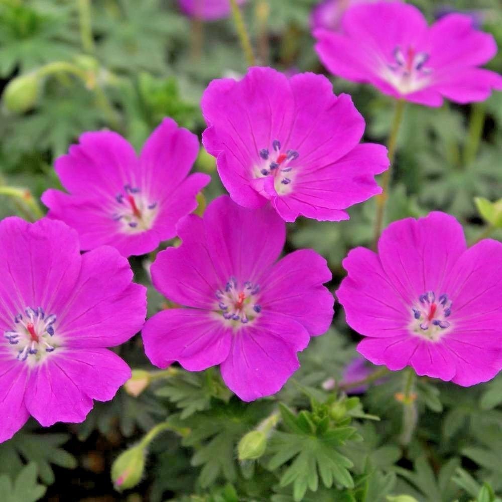 Geranium Sanguineum 'Max Frei', 2.5 Quart Pot Live Plant