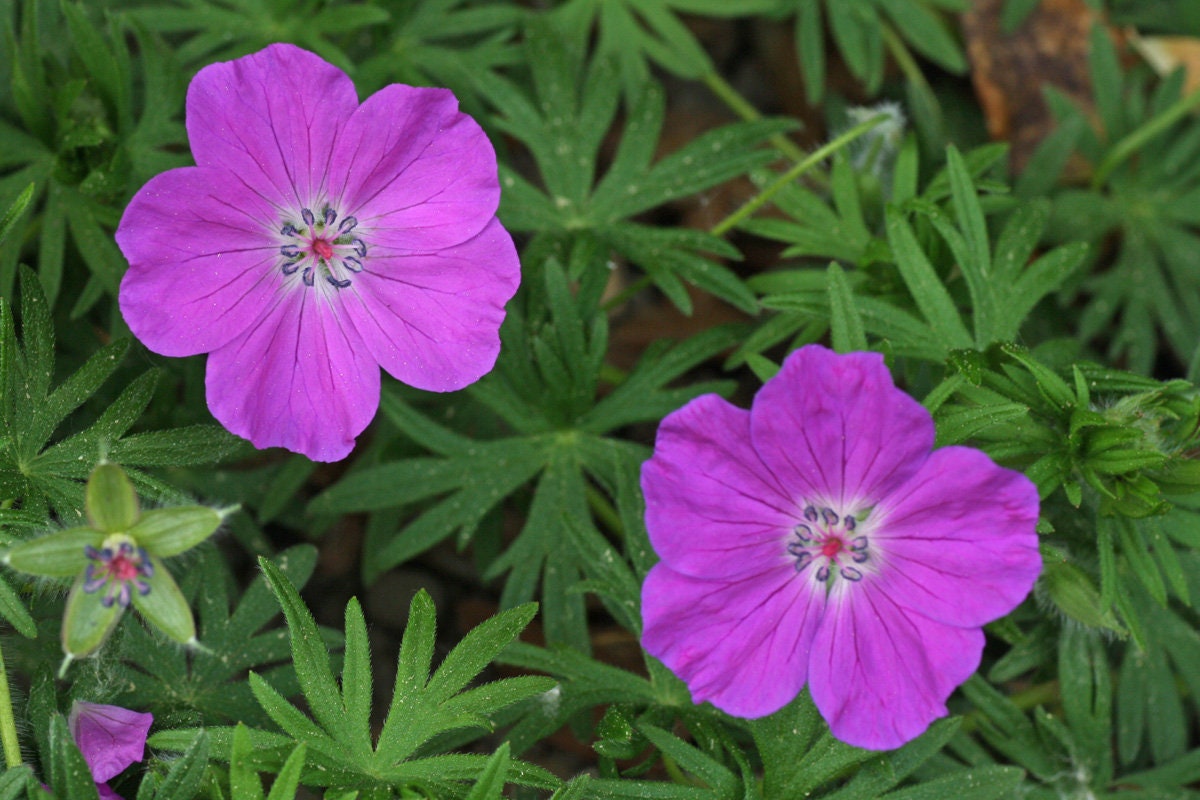 Geranium Sanguineum 'Max Frei', 2.5 Quart Pot Live Plant