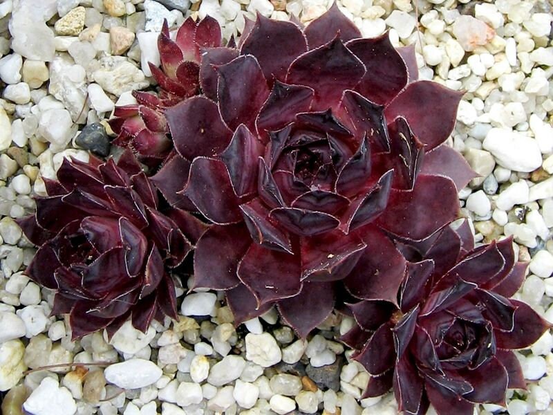 Pacific Shadows Succulent - Red Purple Hens and Chicks Sempervivum Plant in 4 inch pot