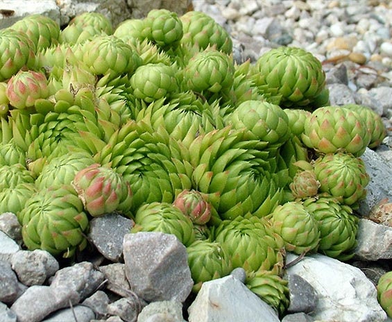 Sempervivum 'Jovibarba Allionii' Hens & Chicks, 4" Pot Live Plant