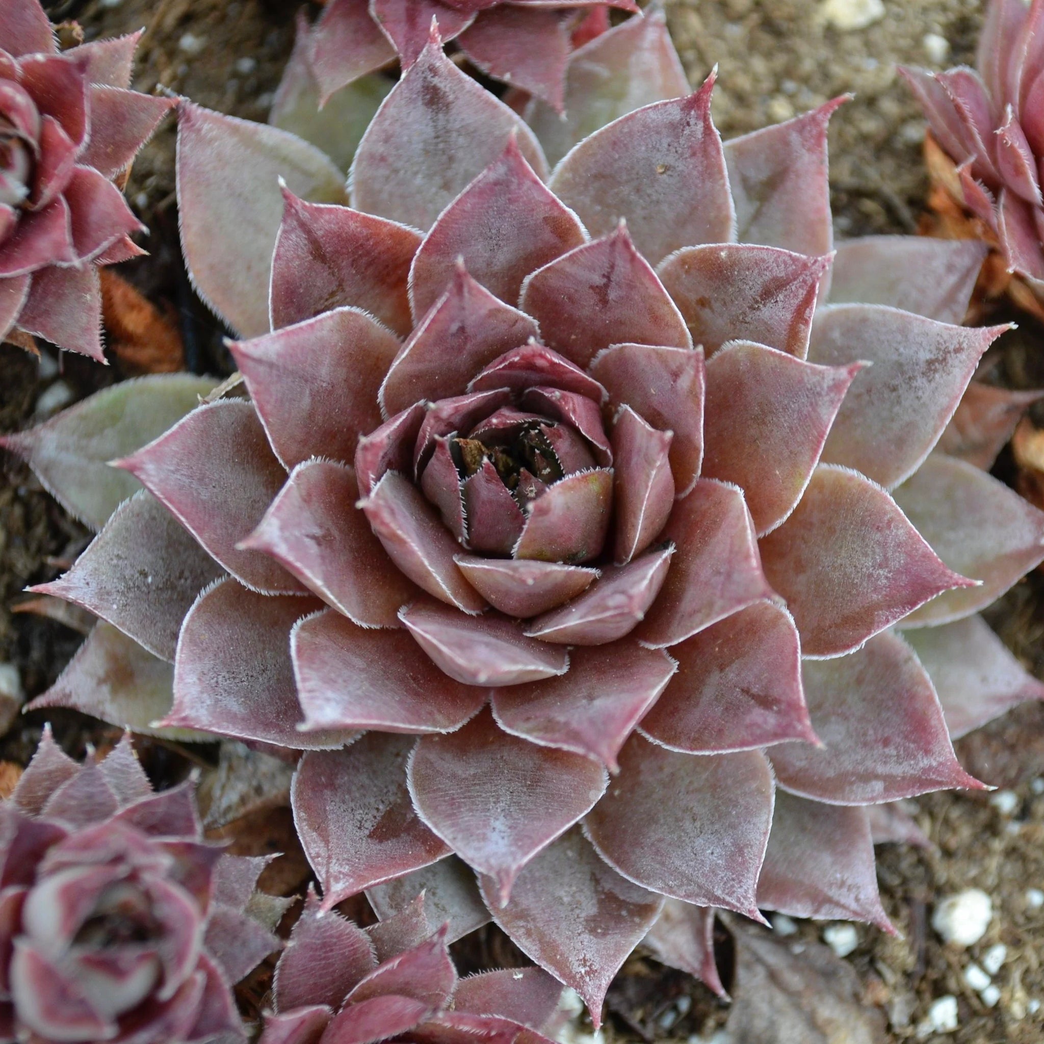 Live Sempervivum Blue Boy Succulent Hens & Chicks Live Succulent Live Plant Blue succulent in 3" Pot,