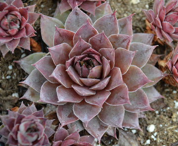 Live Sempervivum Blue Boy Succulent Hens & Chicks Live Succulent Live Plant Blue succulent in 3" Pot,