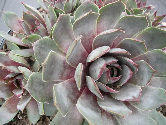 Live Sempervivum Blue Boy Succulent Hens & Chicks Live Succulent Live Plant Blue succulent in 3" Pot,