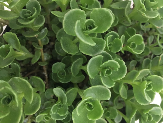 Sedum 'John Creech' Stonecrop, 3.5" Pot Live Plant