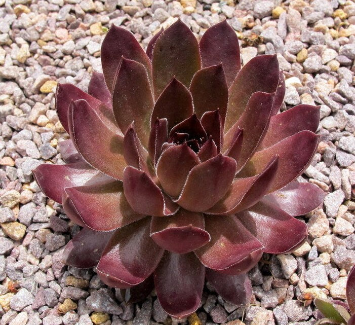 Pacific Shadows Sempervivum, Purple Red Succulent, 4" Pot Live Plant