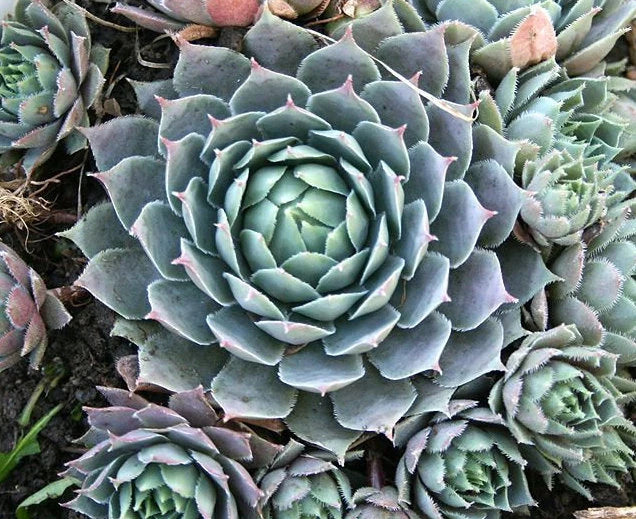 Live Sempervivum Blue Boy Succulent Hens & Chicks Live Succulent Live Plant Blue succulent in 3" Pot,