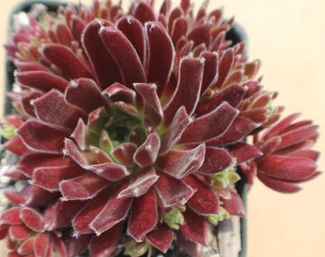 Live Succulent Sempervivum State Fair Hens and Chicks 4 inch Pot