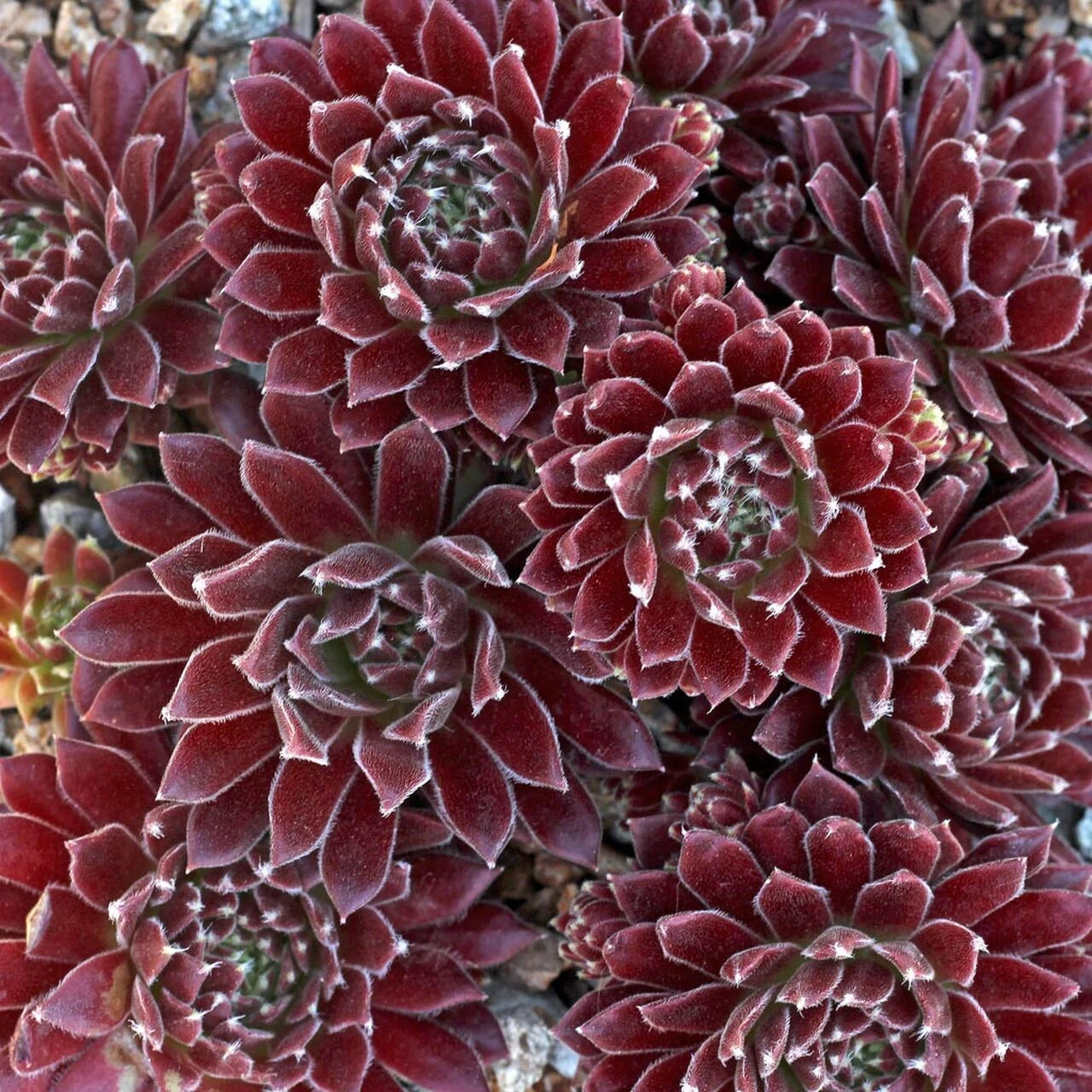 succulent fair Live Succulent Sempervivum State Fair Hens and Chicks 4 inch Pot – Petal Pushers Nursery